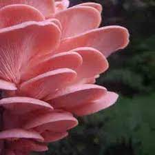 قارچ صدفی قرمز (صورتی) تازه چین