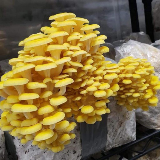 قارچ صدفی طلایی