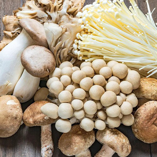 قارچ های تازه