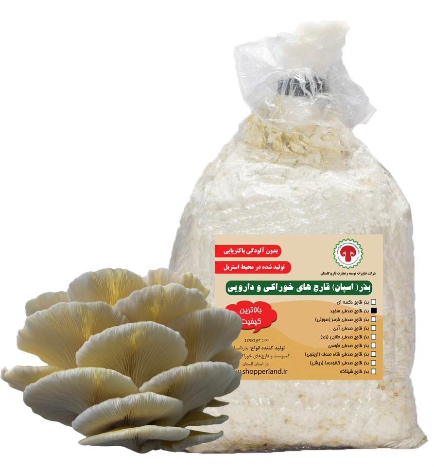 بذر یا اسپان قارچ صدفی سفید