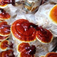 کیت پرورش قارچ گانودرما (ریشی)