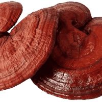 قارچ گانودرما یا قارچ ریشی