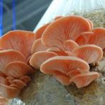 کمپوست قارچ صدفی صورتی (قرمز)