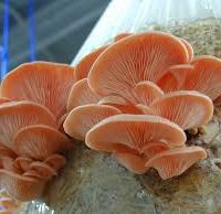 کمپوست قارچ صدفی صورتی (قرمز)