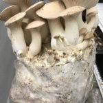 کیت پرورش قارچ شاه صدف