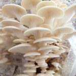 کمپوست قارچ صدفی سفید