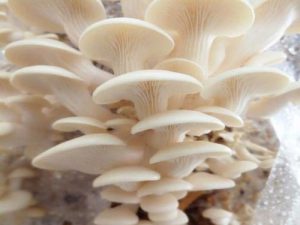 کمپوست قارچ صدفی سفید