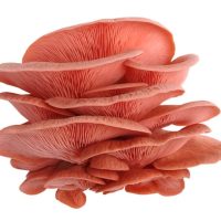 قارچ صدفی صورتی