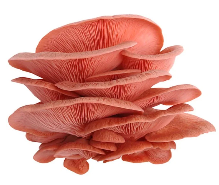 قارچ صدفی صورتی