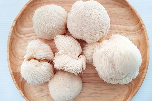 قارچ یال شیر یا هریسیوم تازه