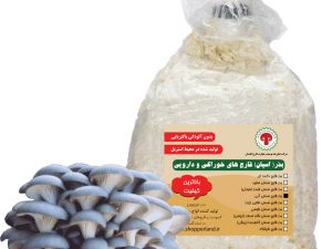 بذر یا اسپان قارچ صدفی آبی