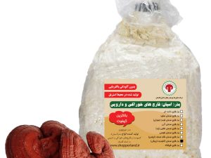 بذر یا اسپان قارچ گانودرما یا قارچ ریشی