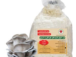 بذر یا اسپان قارچ صدفی طوسی