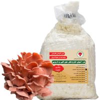 بذر یا اسپان قارچ صدفی قرمز (صورتی)