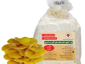 بذر یا اسپان قارچ صدفی طلایی یا زرد