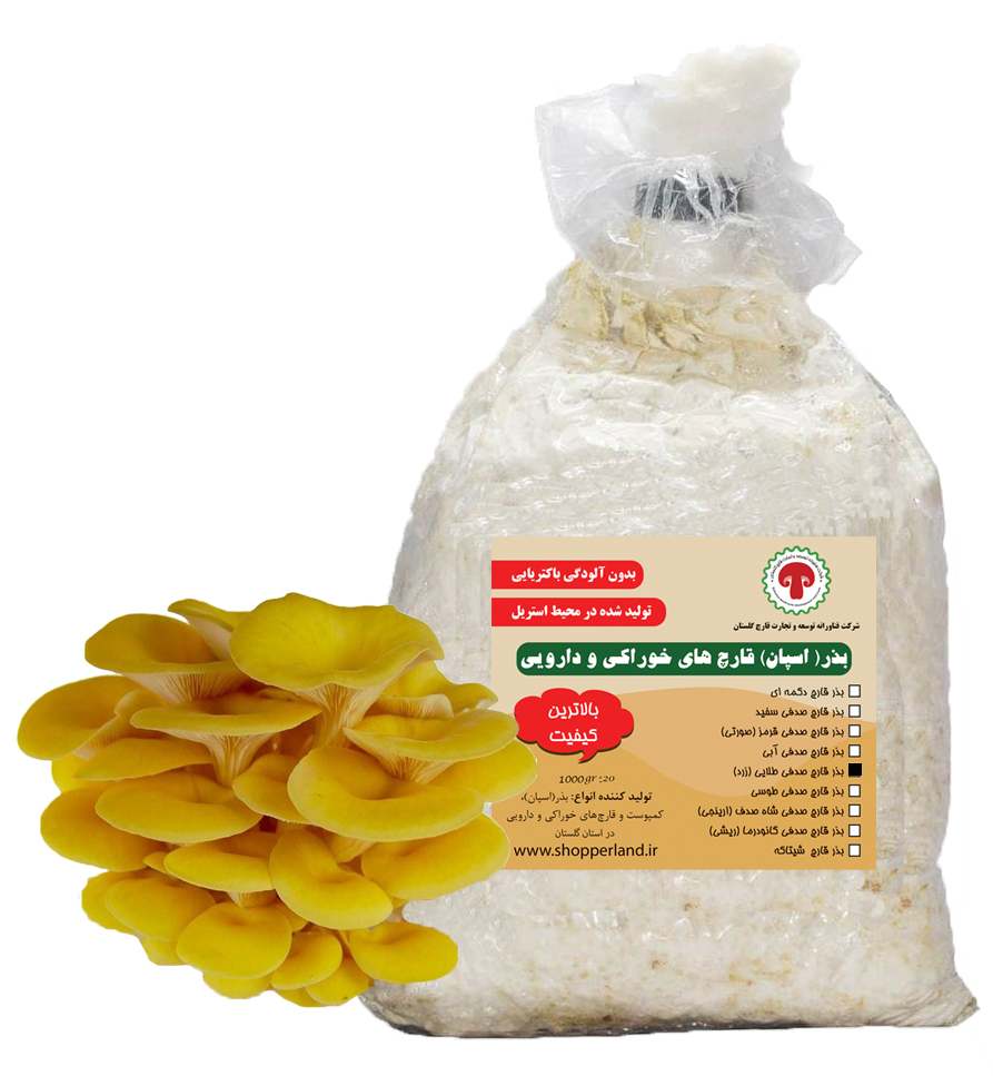 بذر یا اسپان قارچ صدفی طلایی یا زرد